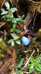 Gaultheria trichophylla