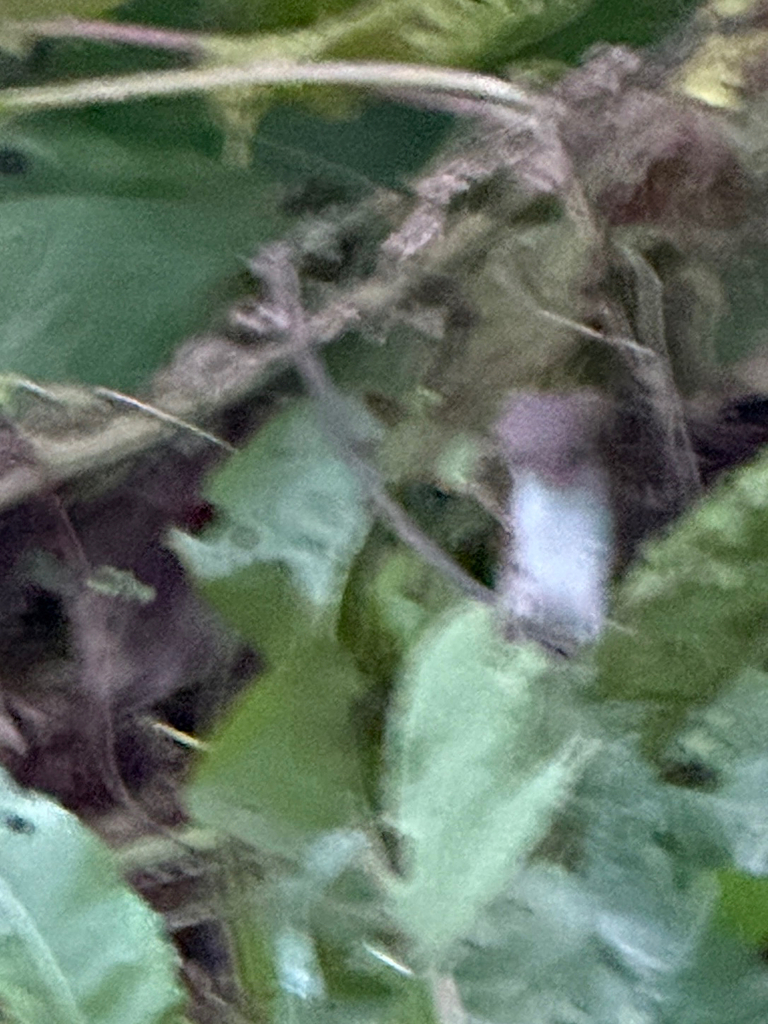 Bonaparte's Weasel