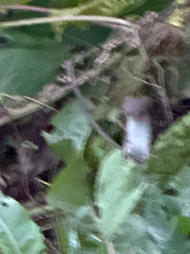 Bonaparte's Weasel