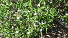 Rostellularia adscendens