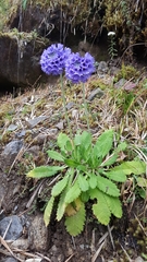 Primula glomerata