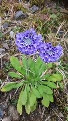 Primula glomerata