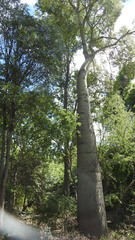 Brachychiton rupestris