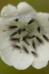 Anthalia