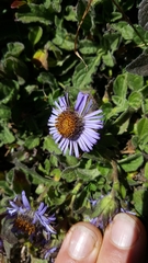 Aster himalaicus