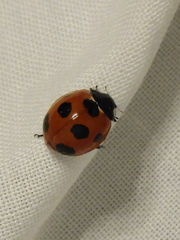Coccinella septempunctata