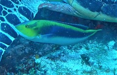 Halichoeres cyanocephalus