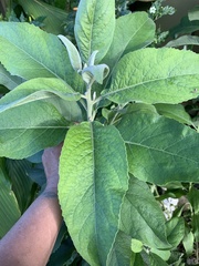 Pluchea carolinensis