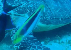 Halichoeres cyanocephalus