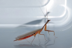 Orthoderella