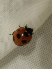 Coccinella septempunctata