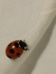 Coccinella septempunctata
