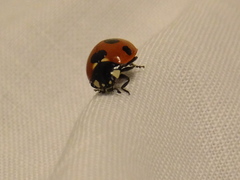 Coccinella septempunctata