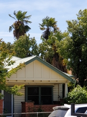 Trachycarpus fortunei