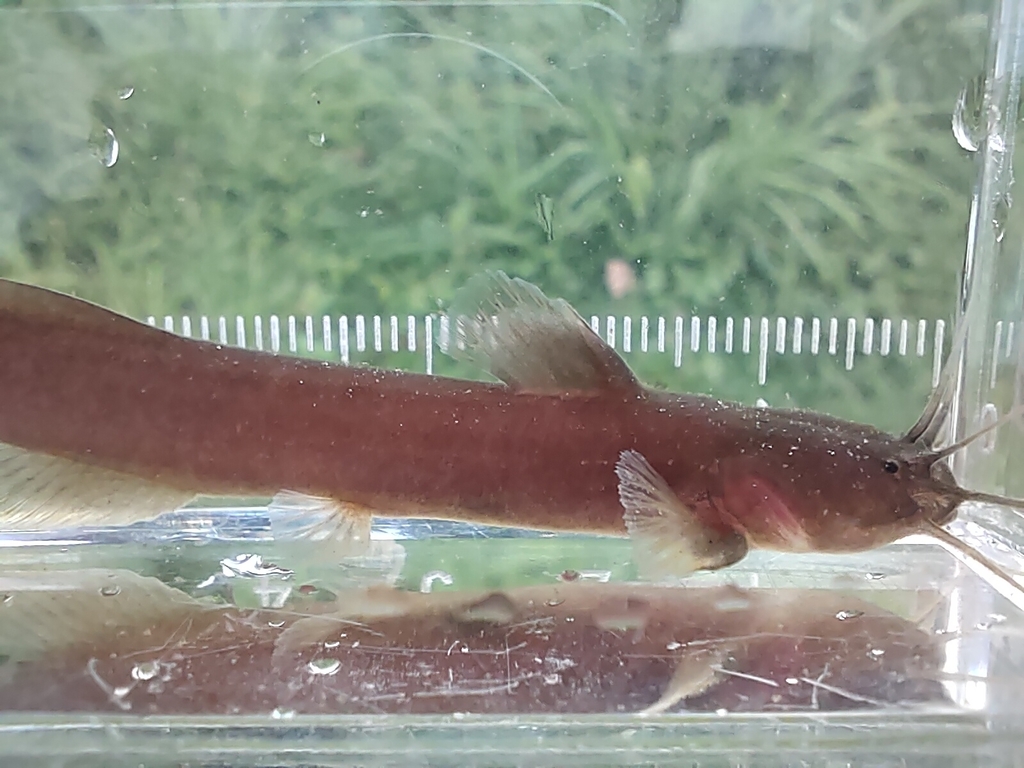 Stinging Torrent Catfish