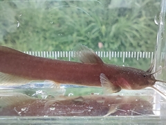 Stinging Torrent Catfish photo 1