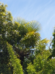 Trachycarpus fortunei