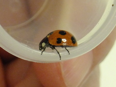 Coccinella septempunctata