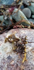Crisularia turrita