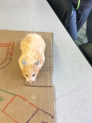 Mesocricetus auratus