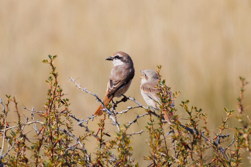 Alcaudón isabel (Lanius isabellinus)