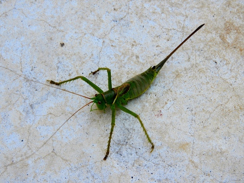 Neobarrettia sinaloae