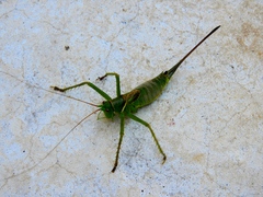 Neobarrettia sinaloae