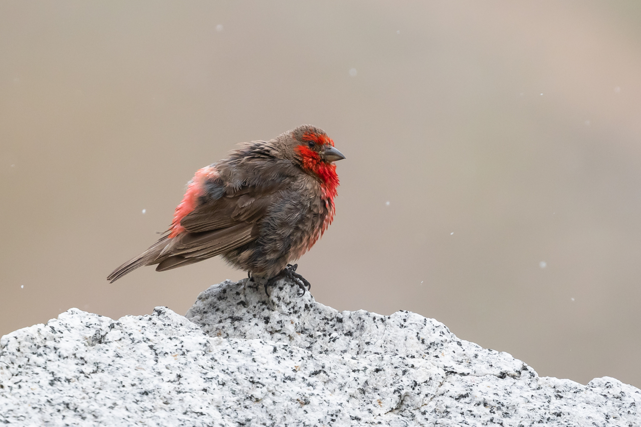 Red-fronted Rosefinch (Carpodacus puniceus), photo 4