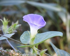Ipomoea meyeri