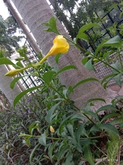 Allamanda cathartica