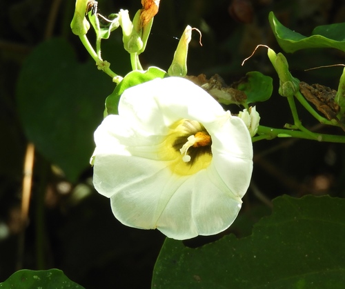 Image of Ipomoea corymbosa by (c) Francisco Farriols Sarabia, some rights reserved (CC BY)