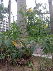 Allamanda cathartica