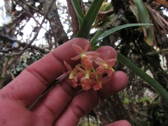 Epidendrum oxysepalum