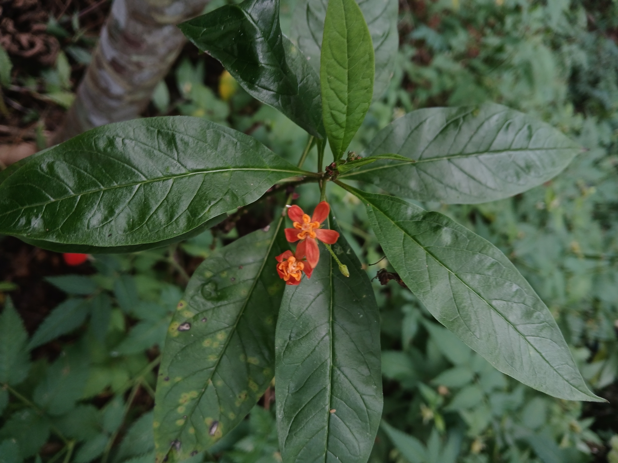Asclepias curassavica