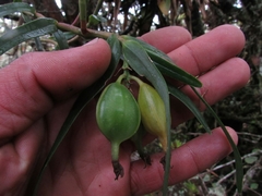 Epidendrum oxysepalum