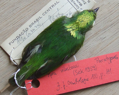 Golden-Crowned Manakin photo 3