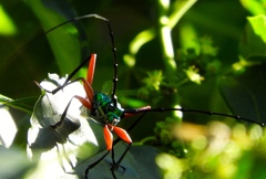 Plinthocoelium chilense