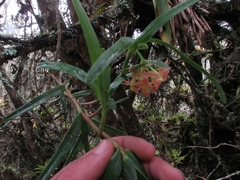 Epidendrum oxysepalum