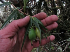 Epidendrum oxysepalum