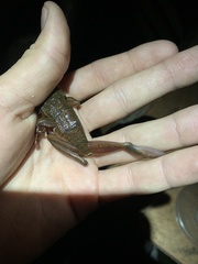 Osteocephalus mutabor
