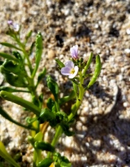 Cakile constricta
