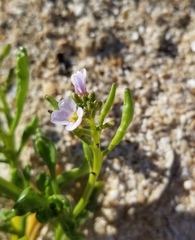 Cakile constricta
