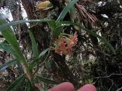 Epidendrum oxysepalum