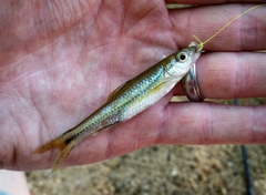 Notropis texanus