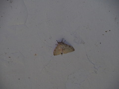 Lymantria xylina