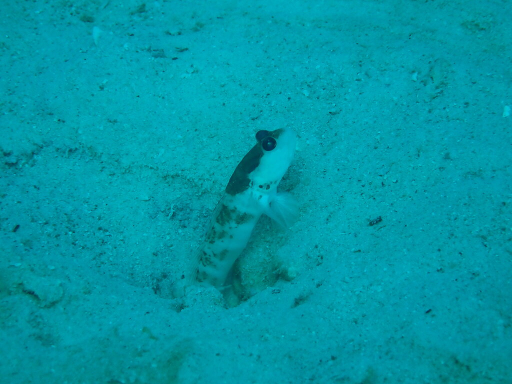 Black-nape Shrimp-goby