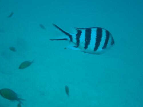 Scissortail Sergeant (Abudefduf sexfasciatus)