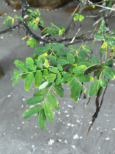 Ormocarpum cochinchinense iNat (2)