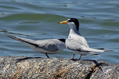 Sternula antillarum