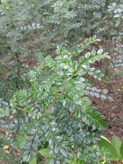 Zanthoxylum beecheyanum
